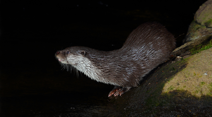 Appel à prospecteurs pour la Loutre 2025